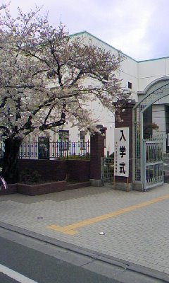 入学式と桜